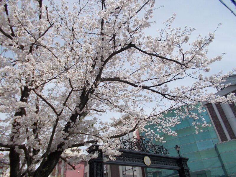 入学式の狭間は、桜色